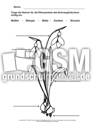 Schneeglöckchen-beschriften-ausmalen.pdf